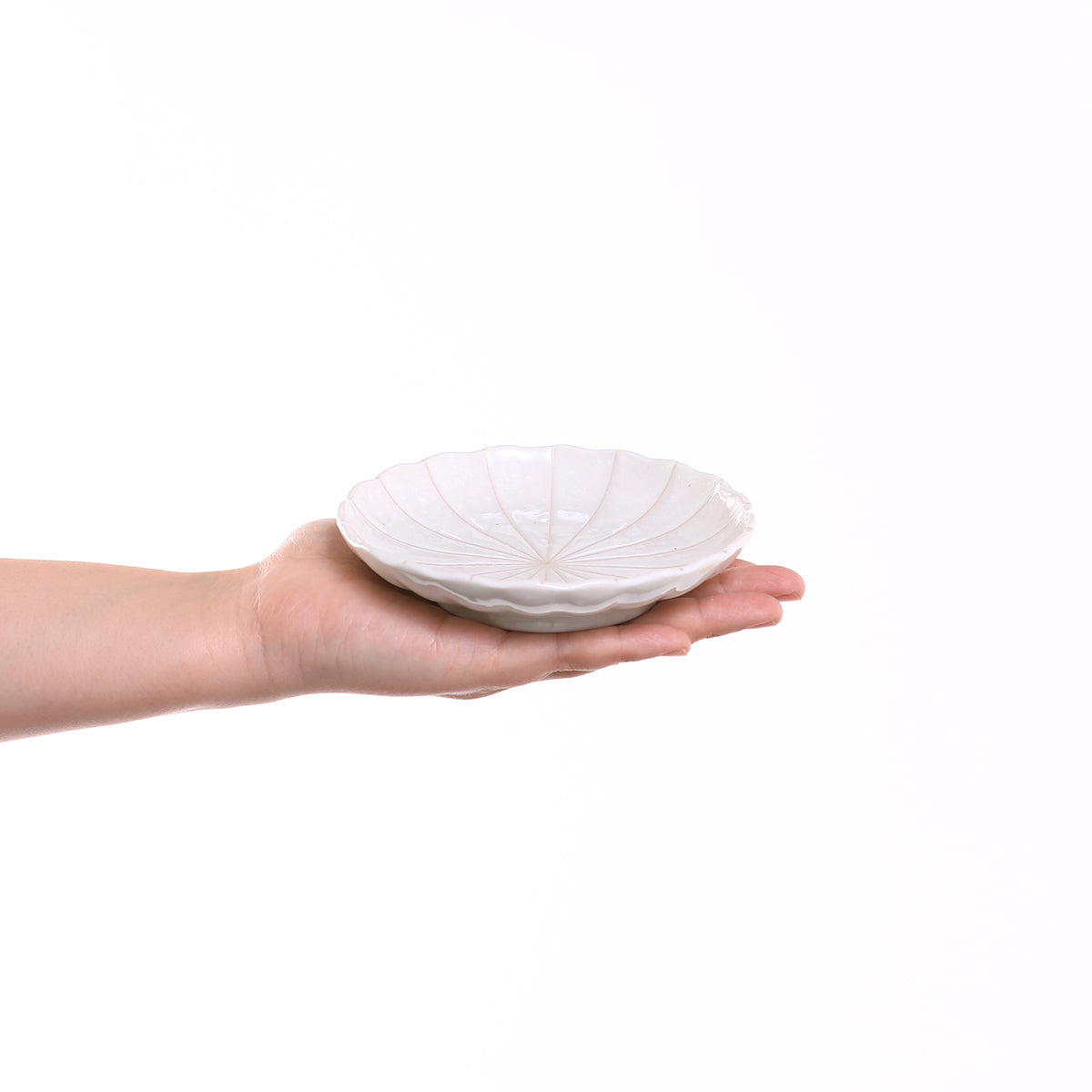 菊十草 35皿(白/青/緑/黒)
