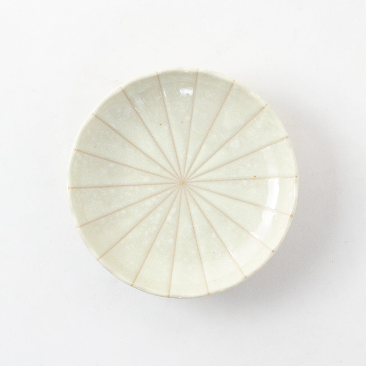 菊十草 50皿(白/青/緑/黒)