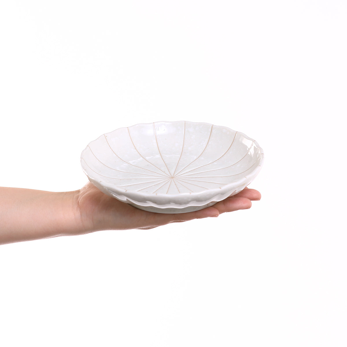 菊十草 50皿(白/青/緑/黒)